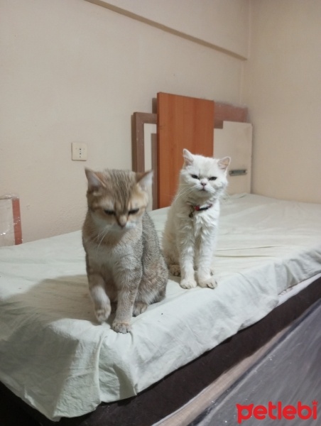 British Shorthair, Kedi  Karamel ve Vanilya fotoğrafı