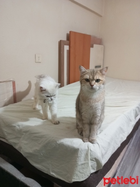 British Shorthair, Kedi  Karamel ve Vanilya fotoğrafı