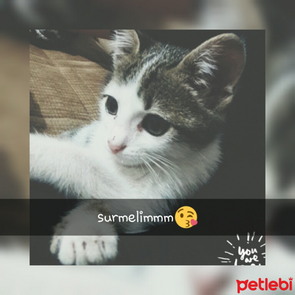 Tekir Kedi, Kedi  sürmeli fotoğrafı