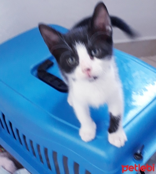 Tuxedo (Smokin) Kedi, Kedi  Ufaklık fotoğrafı