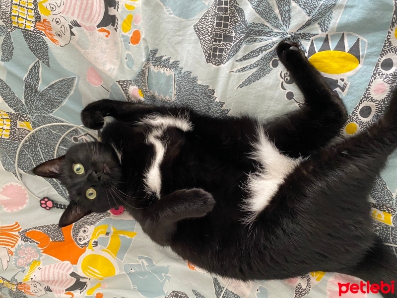 Tekir Kedi, Kedi  Bitter fotoğrafı