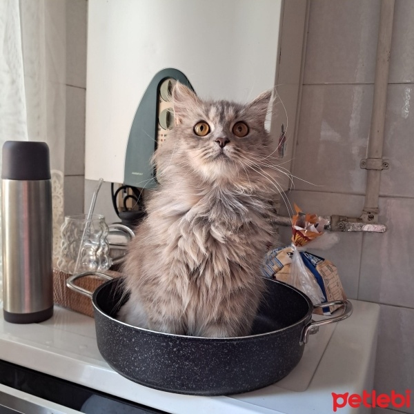 Norwegian Forest, Kedi  Tosbik fotoğrafı