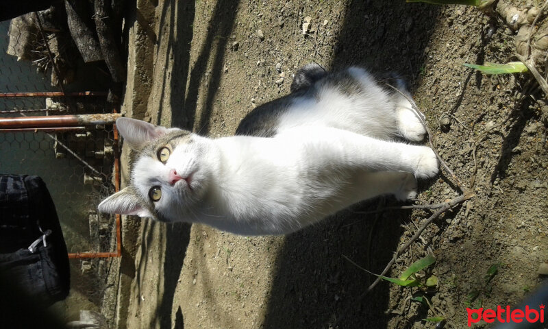 Tekir Kedi, Kedi  Çakıl fotoğrafı