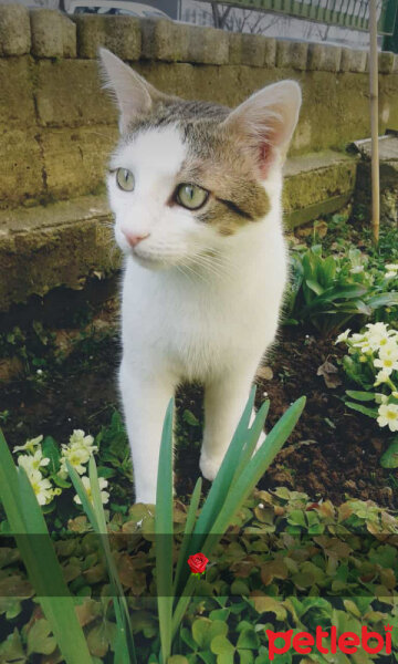 Tekir Kedi, Kedi  Çakıl fotoğrafı