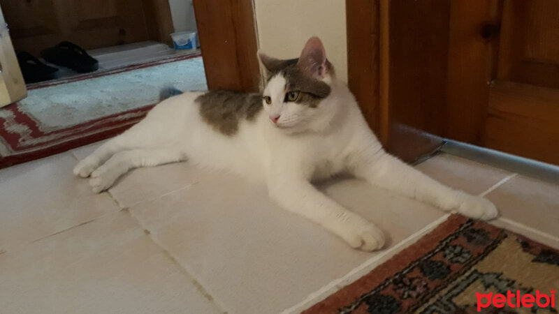 Tekir Kedi, Kedi  Çakıl fotoğrafı