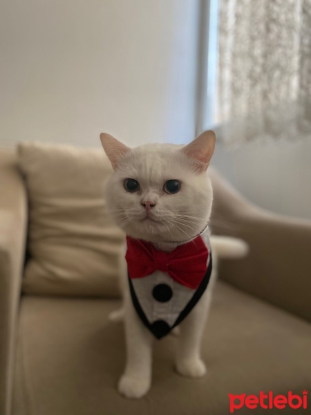 British Shorthair, Kedi  Pamuk fotoğrafı