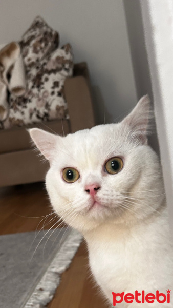British Shorthair, Kedi  Pamuk fotoğrafı