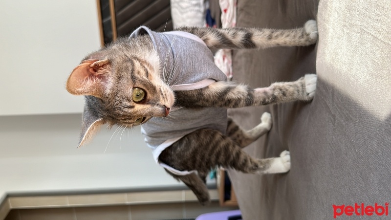 Tekir Kedi, Kedi  Mia fotoğrafı