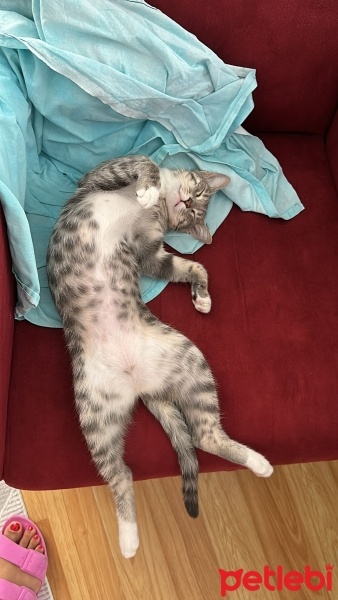 Tekir Kedi, Kedi  Mia fotoğrafı