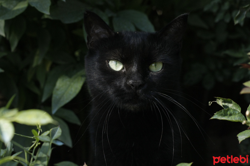 Bombay, Kedi  Lokum fotoğrafı
