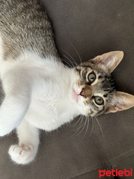 Tekir Kedi, Kedi  Minnie fotoğrafı