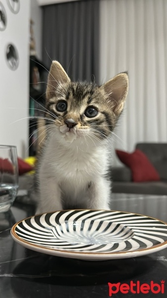 Tekir Kedi, Kedi  Minnie fotoğrafı