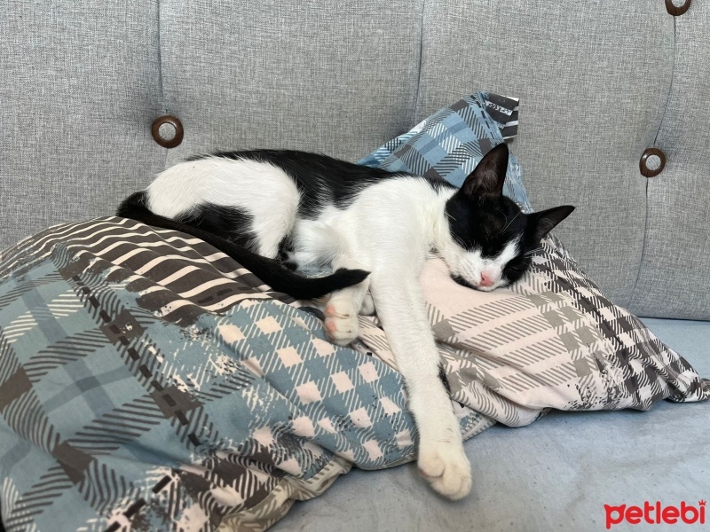 Tekir Kedi, Kedi  Prenses fotoğrafı