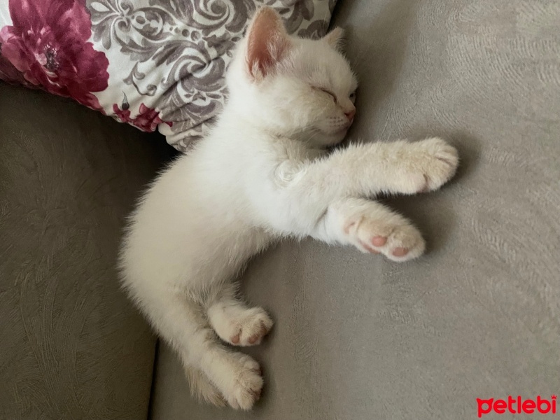 British Shorthair, Kedi  Tarçın fotoğrafı