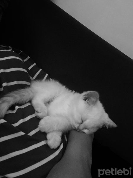 British Shorthair, Kedi  Tarçın fotoğrafı