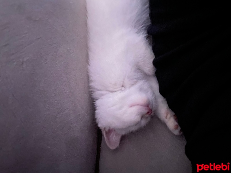 British Shorthair, Kedi  Tarçın fotoğrafı