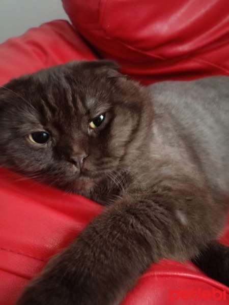 British Shorthair, Kedi  Toprak fotoğrafı