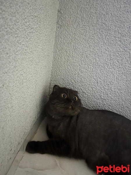 British Shorthair, Kedi  Toprak fotoğrafı