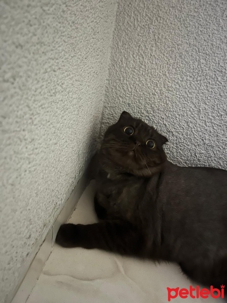 British Shorthair, Kedi  Toprak fotoğrafı