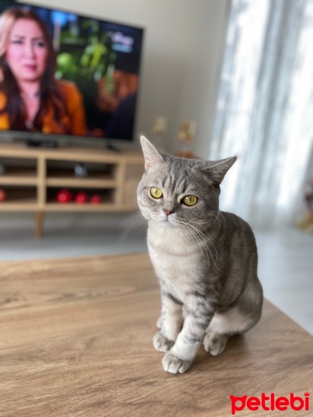 British Shorthair, Kedi  Reis fotoğrafı
