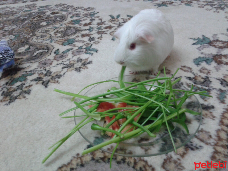 Guinea Pig, Kemirgen  GIRIK fotoğrafı