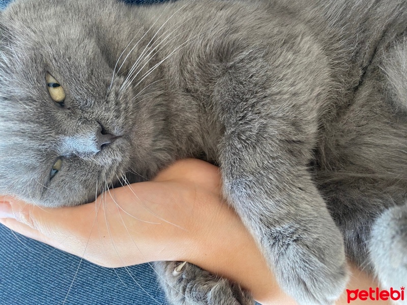 British Shorthair, Kedi  Duman fotoğrafı