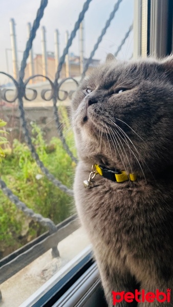 British Shorthair, Kedi  Duman fotoğrafı