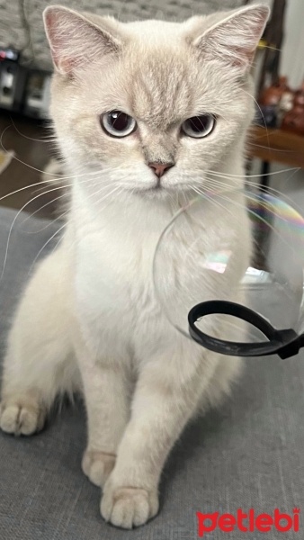 British Shorthair, Kedi  Nala fotoğrafı