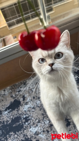British Shorthair, Kedi  Nala fotoğrafı