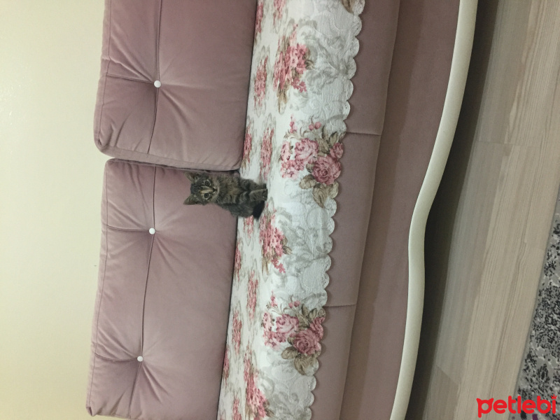 Tekir Kedi, Kedi  Minnoş fotoğrafı