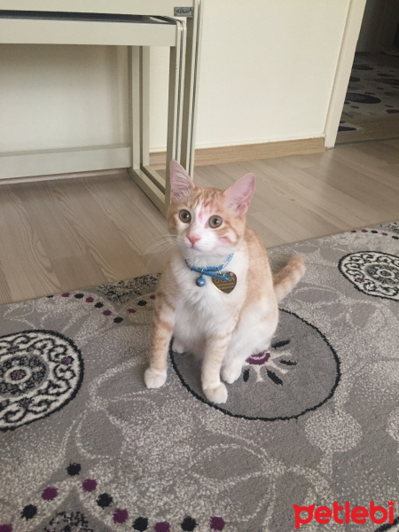 Tekir Kedi, Kedi  Minnoş fotoğrafı