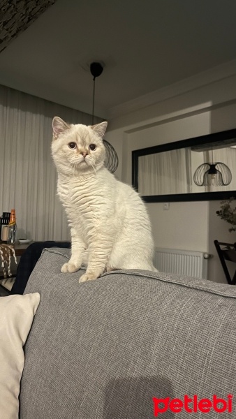 British Shorthair, Kedi  Obiwan fotoğrafı