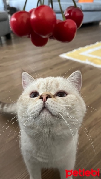 British Shorthair, Kedi  Obiwan fotoğrafı