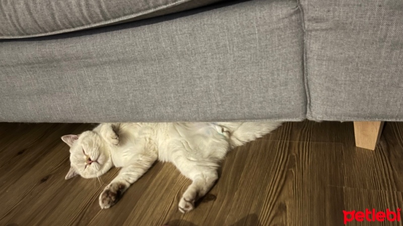 British Shorthair, Kedi  Obiwan fotoğrafı
