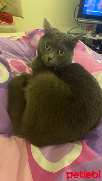 Mavi Rus, Kedi  MİSHA fotoğrafı