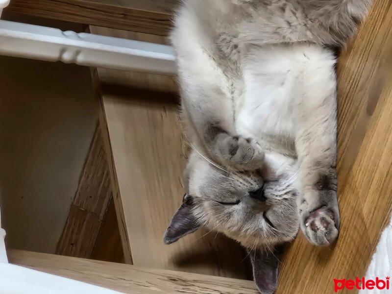 Scottish Fold, Kedi  Fıstık fotoğrafı