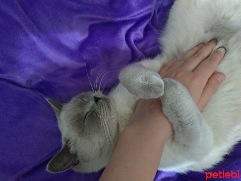 Scottish Fold, Kedi  Fıstık fotoğrafı