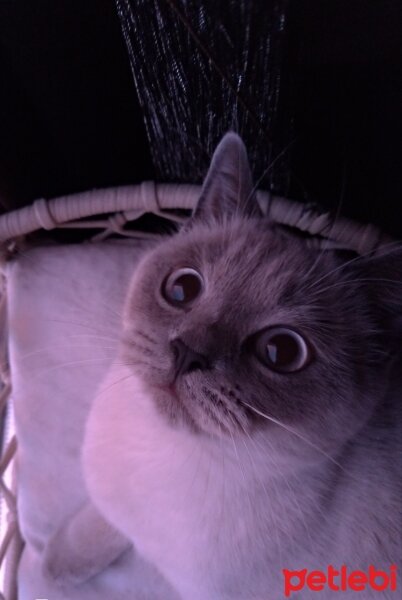 Scottish Fold, Kedi  Fıstık fotoğrafı