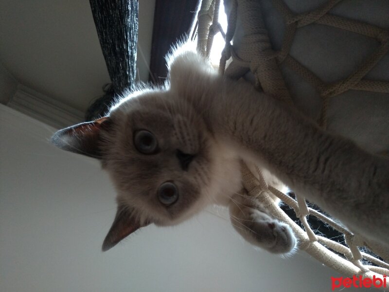 Scottish Fold, Kedi  Fıstık fotoğrafı