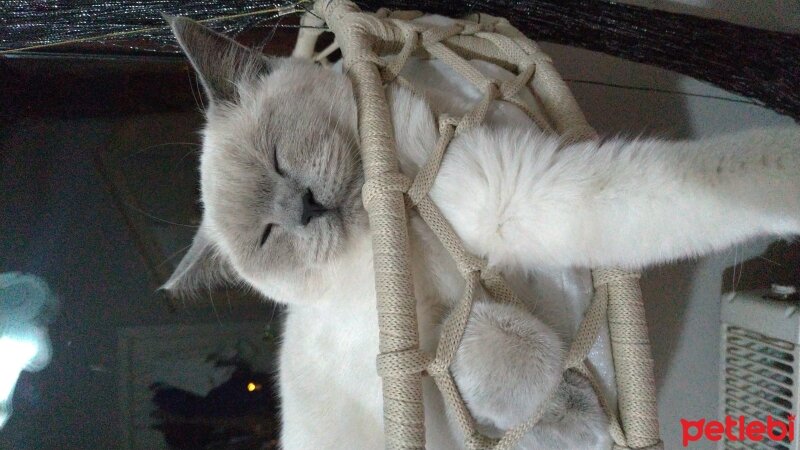 Scottish Fold, Kedi  Fıstık fotoğrafı