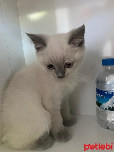 Scottish Fold, Kedi  Fıstık fotoğrafı