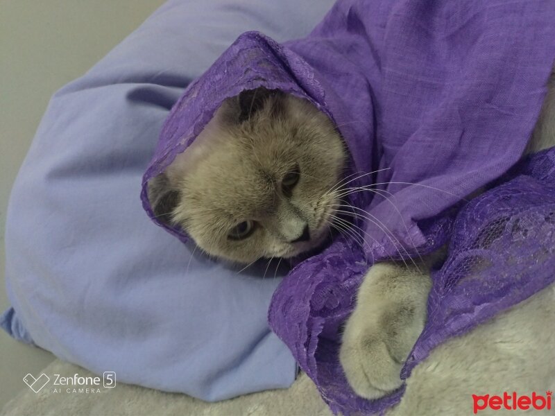 Scottish Fold, Kedi  Fıstık fotoğrafı