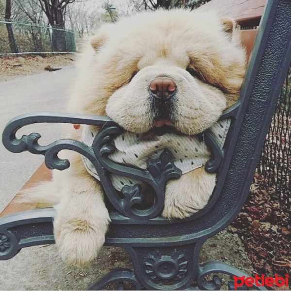 Chow Chow (çin Aslanı), Köpek  Zeytin fotoğrafı