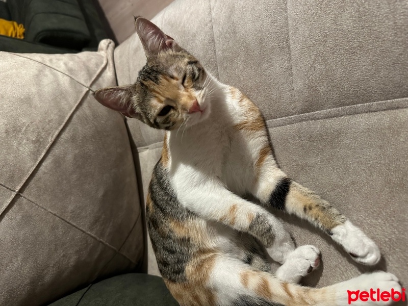 Tekir Kedi, Kedi  Maya fotoğrafı