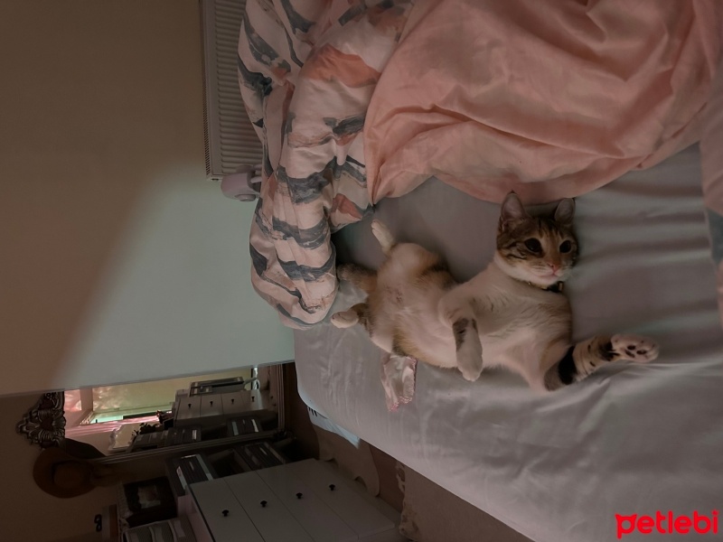 Tekir Kedi, Kedi  Maya fotoğrafı
