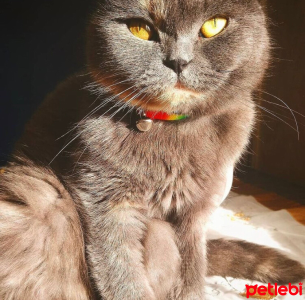 Scottish Fold, Kedi  Minnoş fotoğrafı
