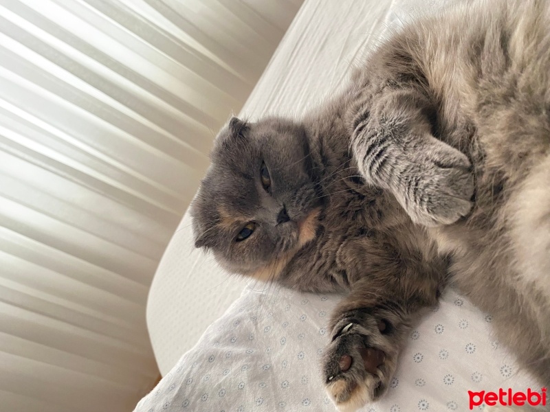 Scottish Fold, Kedi  Minnoş fotoğrafı