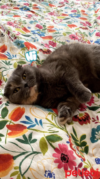 Scottish Fold, Kedi  Minnoş fotoğrafı