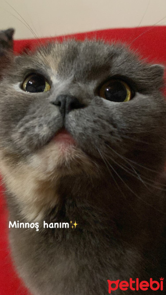 Scottish Fold, Kedi  Minnoş fotoğrafı