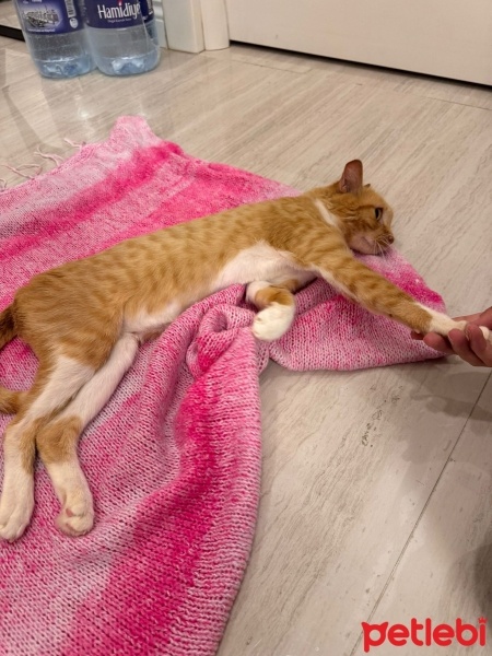 Sarman, Kedi  Balım fotoğrafı